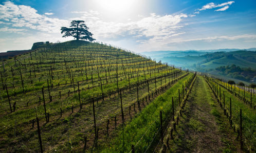 Wine Guided Tours Italy