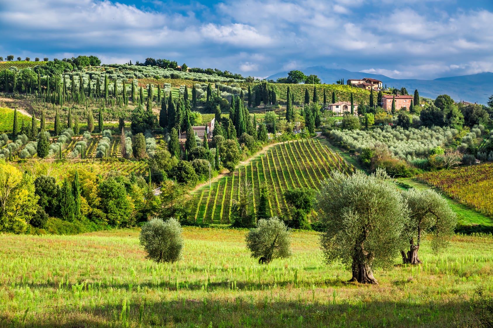 Ten Interesting Facts About Italian Olive Oil