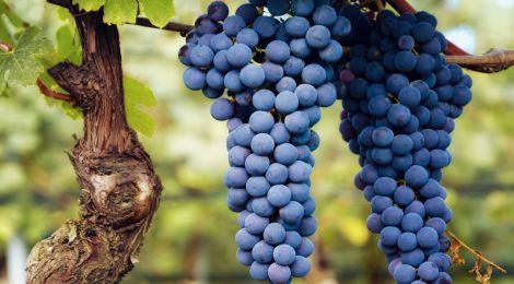Your Ultimate Guide to Italy’s Finest Wine Regions