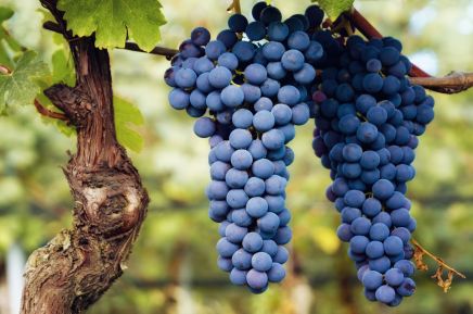 Your Ultimate Guide to Italy’s Finest Wine Regions